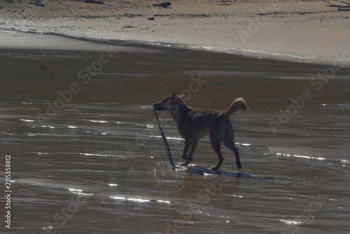 Photography Dingo walking through shallow ocean waves on K'gari