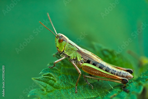 Closeup of a green grasshopper on a leaf