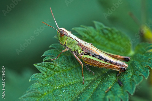 Closeup of a green grasshopper on a leaf