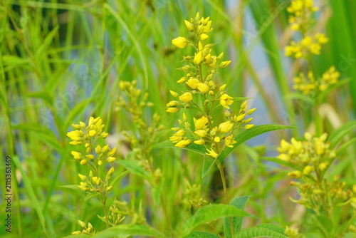 夏の草花ークサレダマ（草連玉）の黄色い花