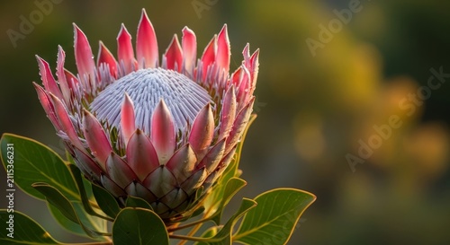Majestic King Protea Flower in Full Bloom, South African National Flower.