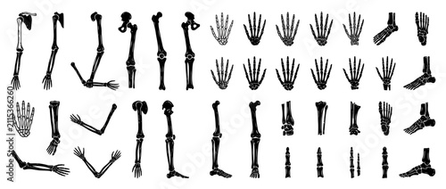 Anatomical Skeleton Parts Illustration