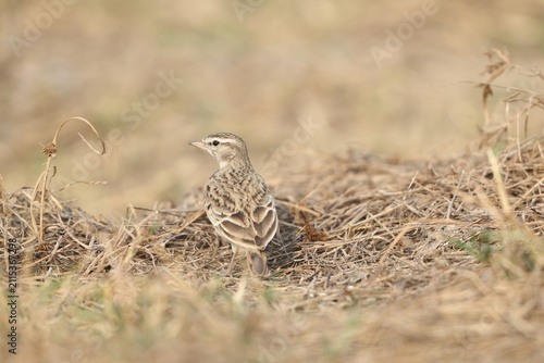 Photography The greater short-toed lark (Calandrella brachydactyla) is a small passerine bird