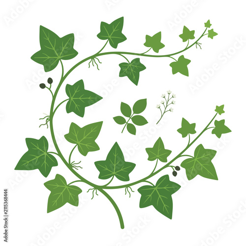 Canvastavla An elegant vector illustration of a climbing ivy vine with green palmate leaves, dark berries, and small white flowers on a clean white background