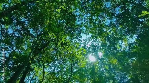 緑の森　太陽光