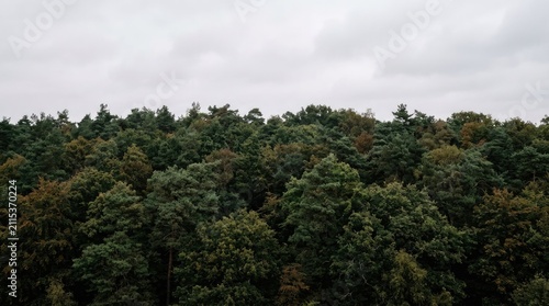 Dense green deciduous forest canopy under cloudy sky.