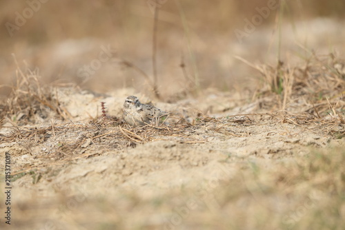 Картината върху платно The greater short-toed lark (Calandrella brachydactyla) is a small passerine bird