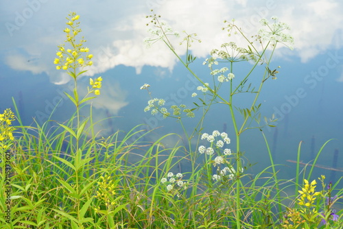 湖に映り込んだ雲と青空を背景に夏の高原の草花