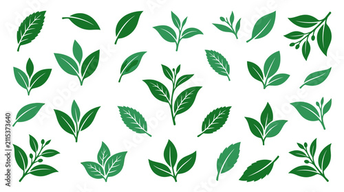 Collection of Green Tea Leaves and Branches