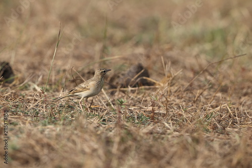 Photography The paddyfield pipit or Oriental pipit (Anthus rufulus waitei) is a small passerine bird in the pipit and wagtail family