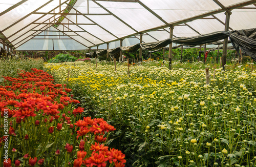 Fotografía Chrysanthemum Greenhouse in Pilões Paraíba Brazil 17 May 2005