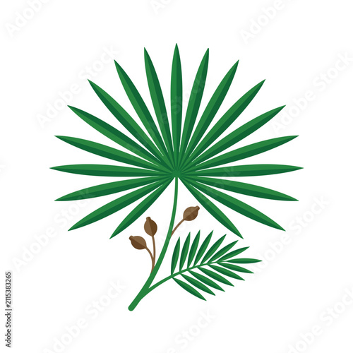Obraz na płótnie An elegant vector graphic featuring a large green fan palm frond accompanied by small seeds and a pinnate leaf on a plain white backdrop