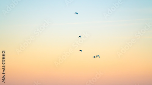 birds on the sky