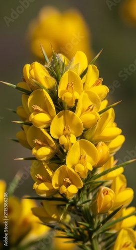 Close-up of vibrant yellow gorse flowers in full bloom.