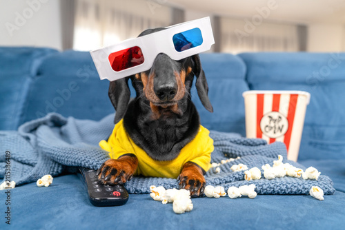 Cool dachshund dog in 3d glasses and yellow shirt lying on blue couch with paw on remote watching streaming movie with popcorn, pet enjoying film night at home, fun tv entertainment lifestyle concept