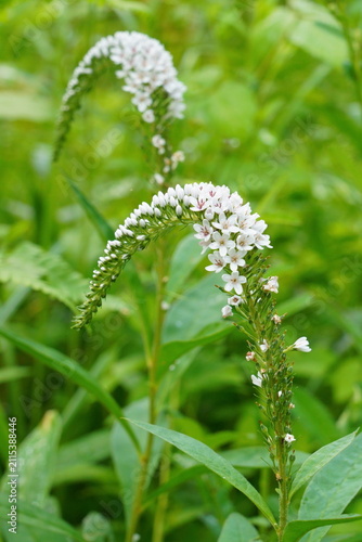 夏の高原に白い花を咲かせるオカトラノオ