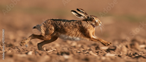 Running brown hare leveret in springtime grassland field wild wildlife photography