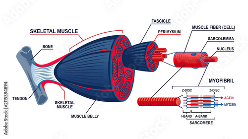 Foto Skeletal Muscle Anatomy Diagram
