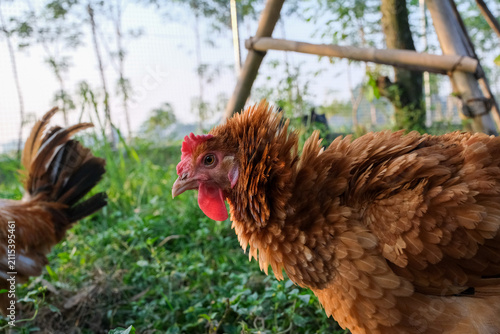 Close-up of a Frizzle Chicken Outdoors in a Lush Green Farm Setting