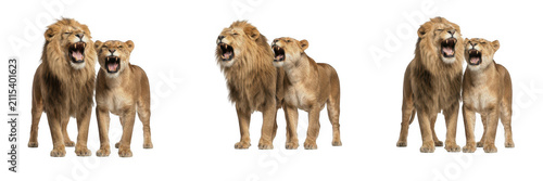 Canvas Print Roaring Lion and Lioness Couple Isolated on White Background, Majestic Male Lion