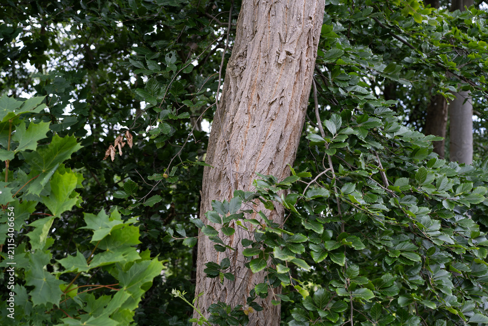 Fototapeta premium Vertical view of mature tree surrounded by lush foliage and dappled light