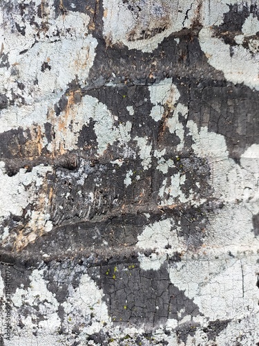 Aged Black Palm Wood Surface