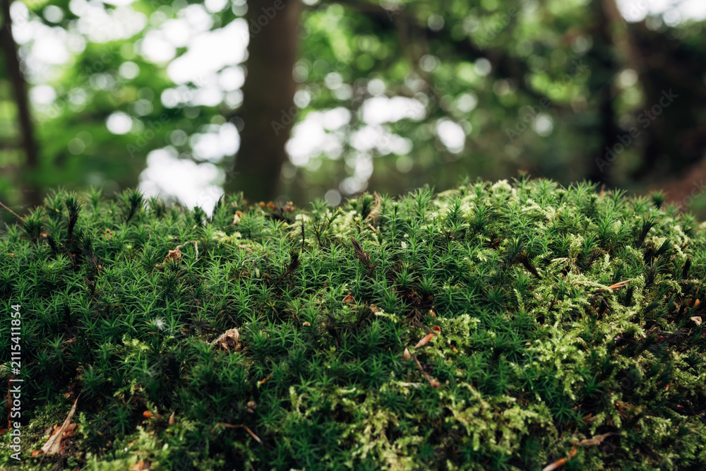 Fototapeta premium Vibrant moss carpet in woodland setting