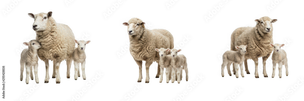 Fototapeta premium Set of mother sheep with their cute lambs, isolated illustrations of ewes and young sheep for farm concepts, livestock farming, agriculture, rural life, and children's educational illustrations.