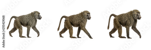 Photography Set of walking baboons, isolated illustrations of wild African monkeys with brown fur moving for wildlife conservation, nature documentaries, zoo animal concepts, and primate studies