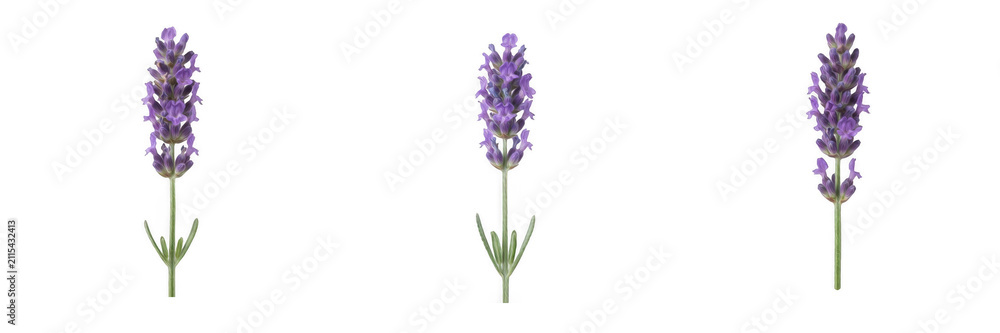 Obraz premium Set of fresh purple lavender flower sprigs with green stems, isolated vector illustration of aromatic herb blossoms for spa, cosmetics, organic wellness, aromatherapy, and natural floral design elemen