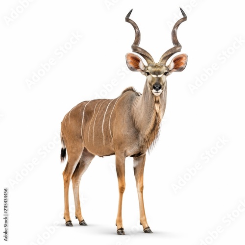 Greater Kudu with Spiral Horns Isolated on White Background