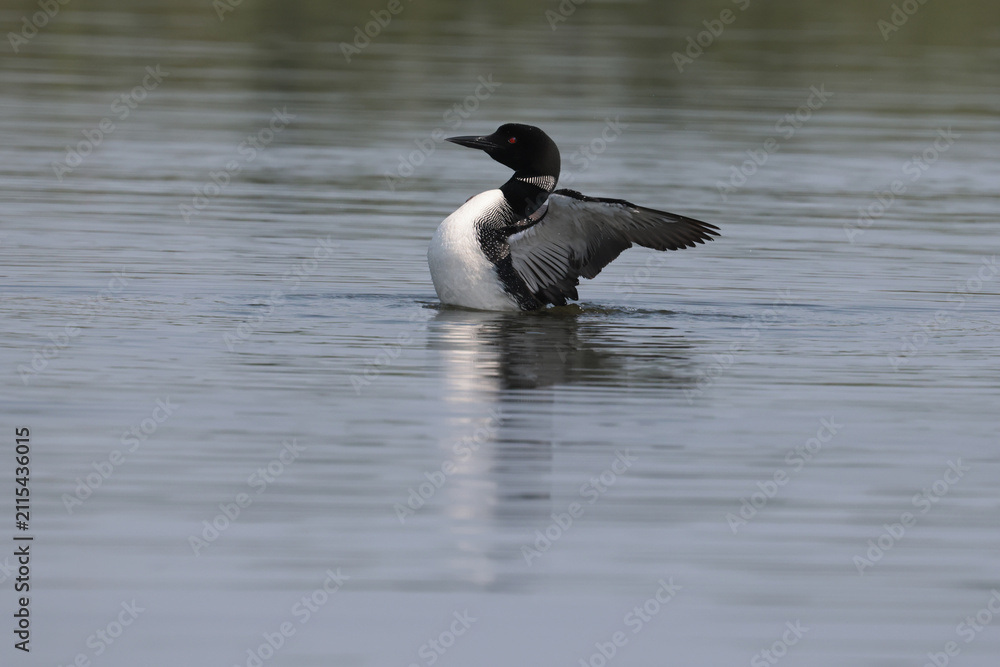 Fototapeta premium Loons flapping on still no wind lake