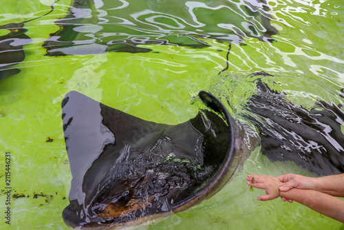 Child hand feeding a stingray at aquarium touch tank.