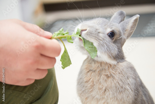 Quadro su tela ラデッシュの葉を食べるうさぎ