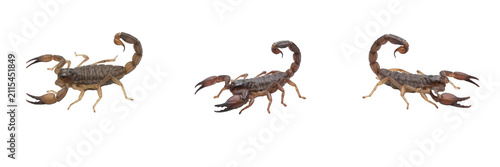 Foto Real scorpions with curved tails and pincers isolated on white background, dange