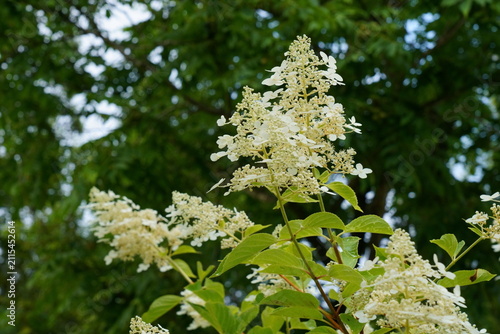 夏の林の中でノリウツギの花が咲く