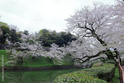Chidorigafuchi Park with spring cherry blossom (sakura) in Chiyoda City, Tokyo, japan