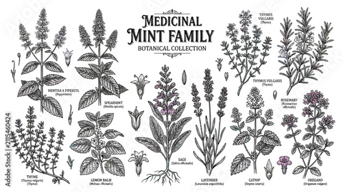 Botanical Illustration of Mint Family Herbs