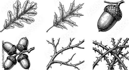 Vintage halloween engraving of oak leaves and acorns with thorny branches for autumn celebration