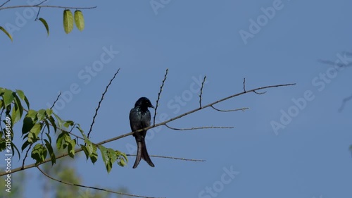 bird