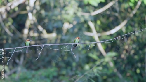 bird