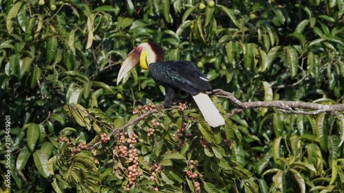 bird