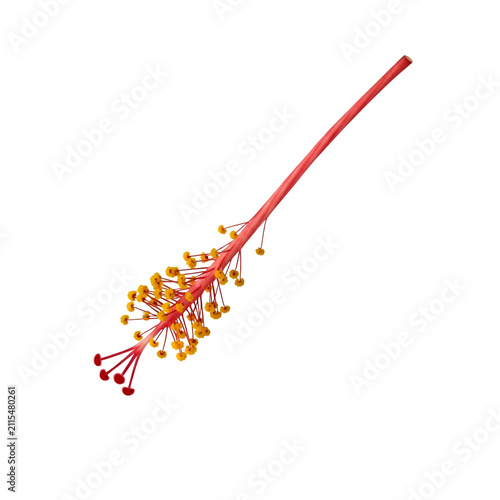Macro Shot of Red Hibiscus Flower Stamen and Yellow Pollen Anthers Isolated on Transparent Background