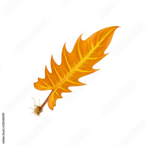 Artistic Golden Philodendron Leaf with Roots and Serrated Edges Isolated on Transparent Background