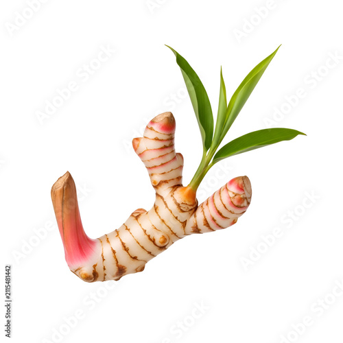 Fresh Raw Galangal Rhizome with Green Leaves Isolated on Transparent Background for Culinary and Herbal Use