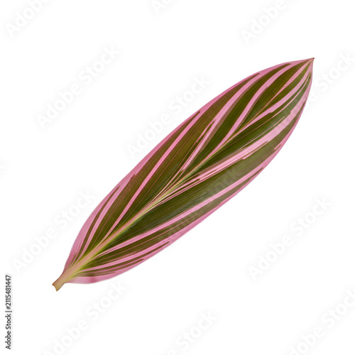 Vibrant Pink and Green Variegated Cordyline Fruticosa Leaf Isolated on Solid Transparent Background