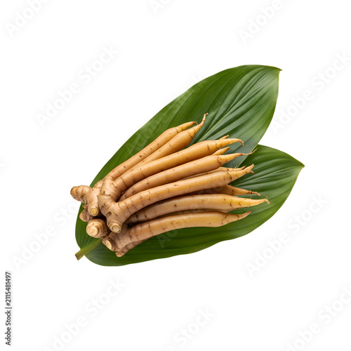 Fresh raw fingerroot herb or Boesenbergia rotunda with green leaves isolated on transparent background
