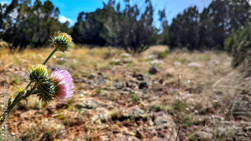 blooming dandelion