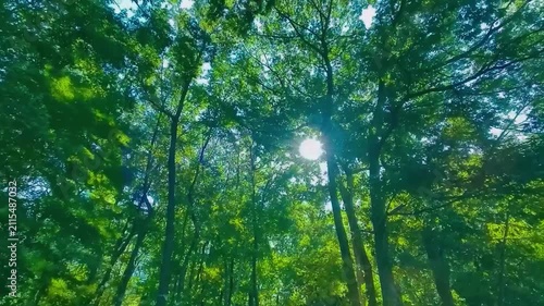 緑の森　太陽光