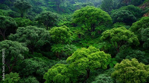 Lush green canopy of dense forest with soft light filtering through leaves